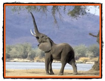 Educarea elefantilor colosii cenusii